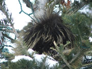 Allstate Animal Control photo tree porcupine